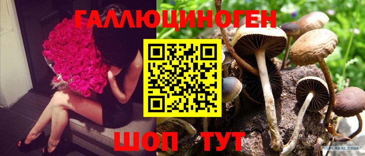 Псилоцибиновые грибы Cubensis  Вход с VPN  Ялуторовск  Галлюциногенные грибы прущие грибы 